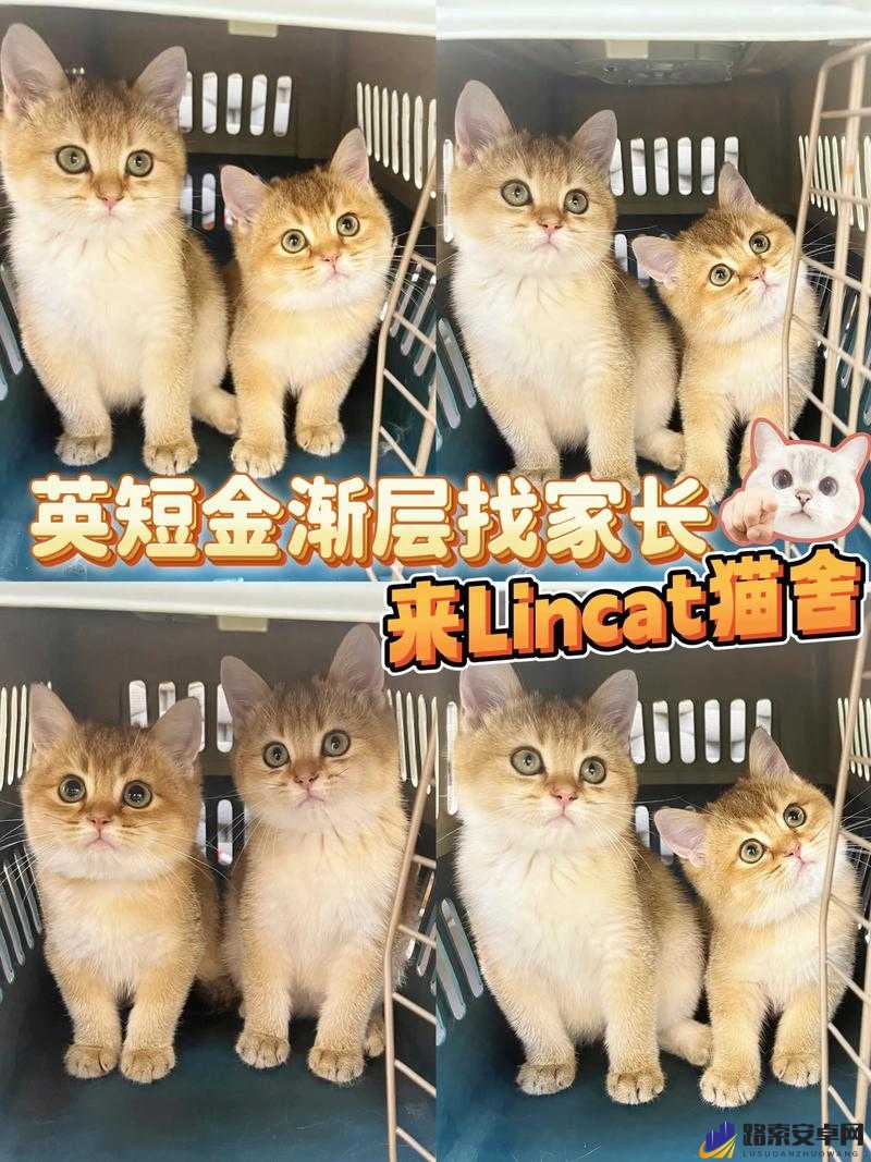 我的宫廷猫舍探秘，独家解锁与获取秘籍指南